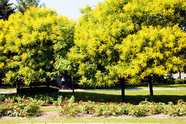 10 GOLDEN RAIN TREE Goldenrain Koelreuteria Paniculata Yellow Flower Seeds